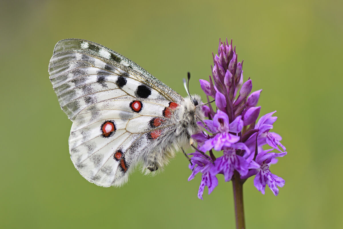 Parnassius apollo