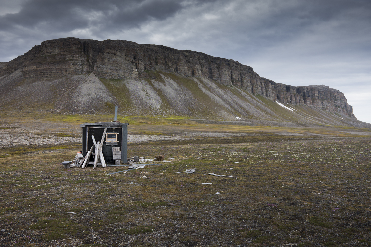 Ai piedi delle scogliere di Stuphallet (Svalbard), abitate da pulcinelle di mare e da fulmari, la tundra &egrave; fertilizzata dal guano degli uccelli
