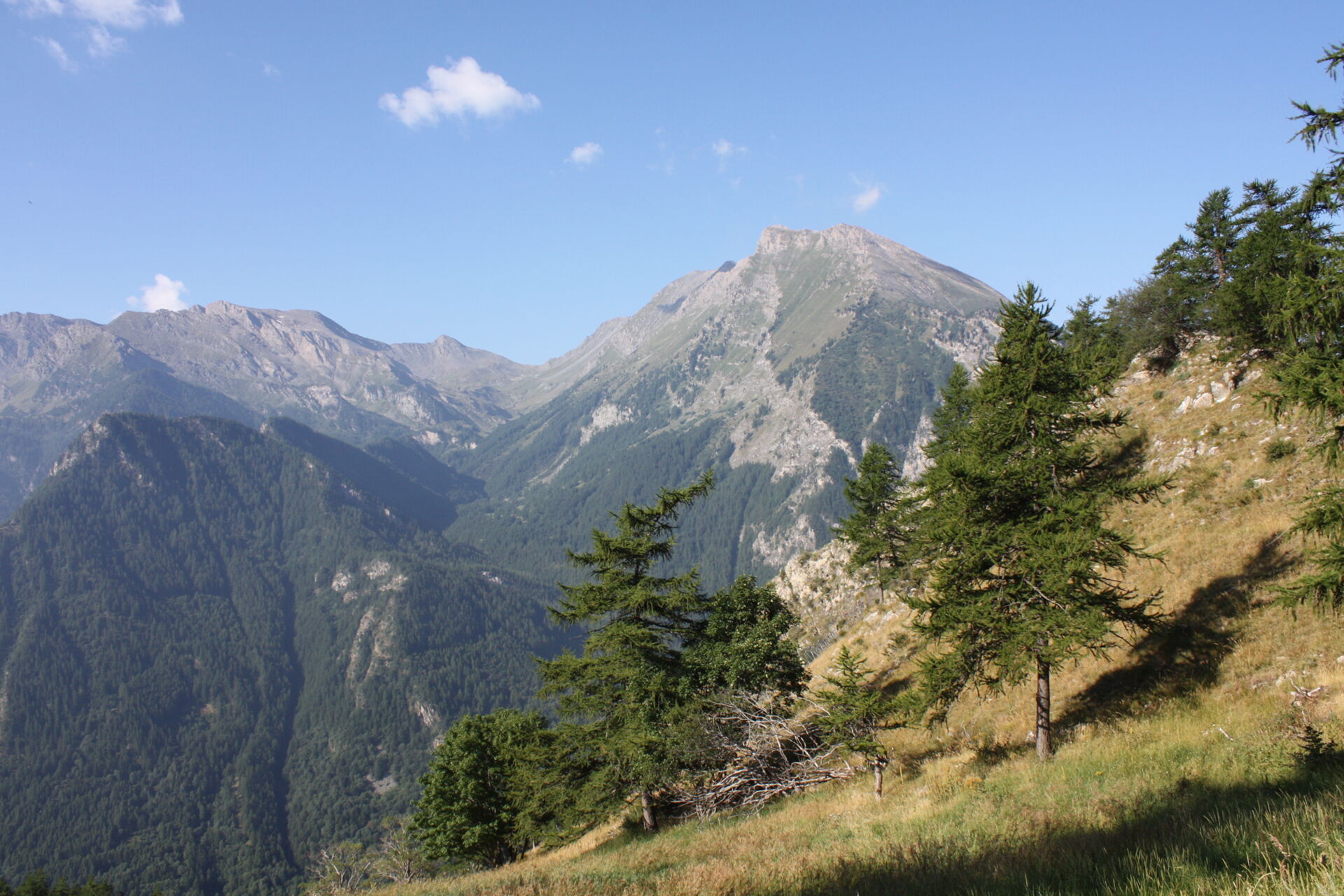 Larici, Monte Albergian