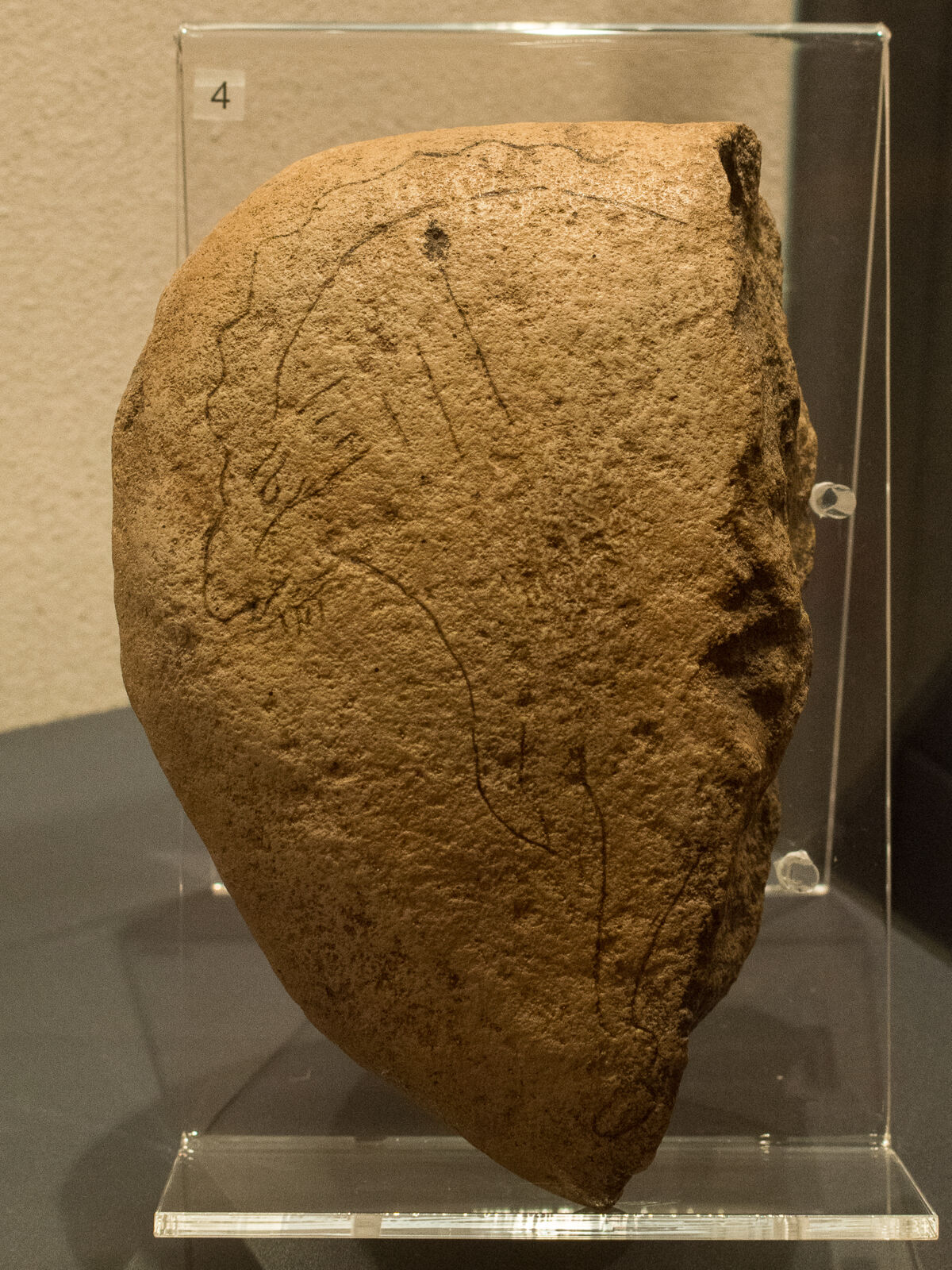 Ciottolo inciso durante l&rsquo;Epigravettiano con la figura di uno stambecco, conservato al Museo di Storia Naturale di Verona