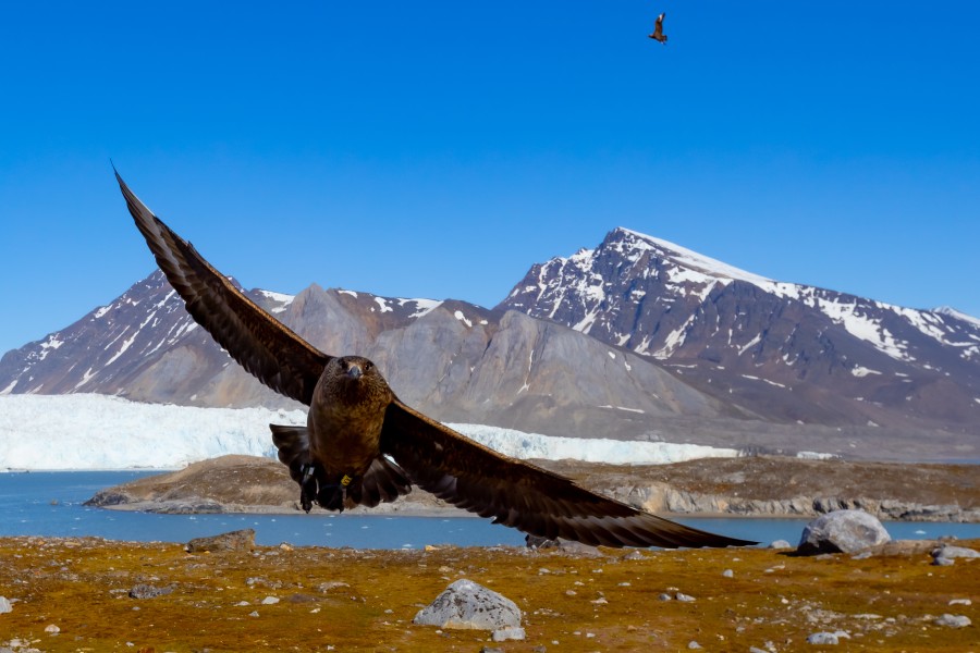 Stercorario maggiore inanellato con anello colorato in materiale plastico