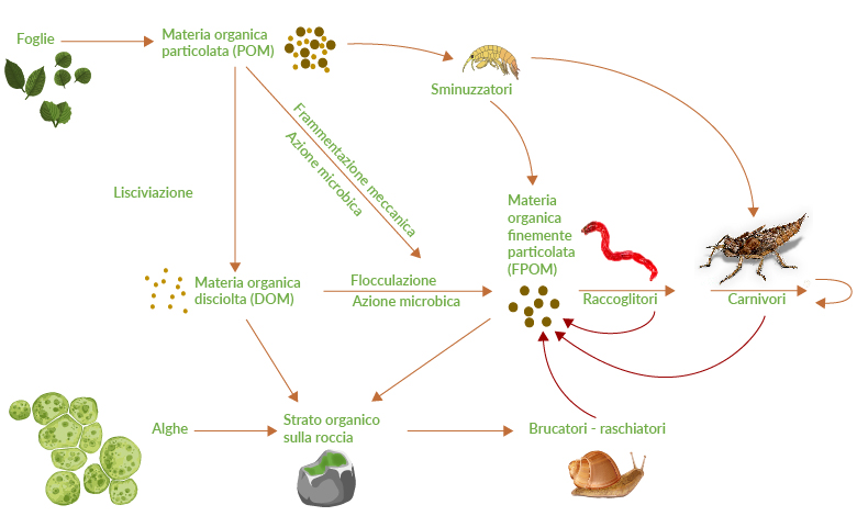 Schema che illustra la rete trofica del detrito della laguna. Questa rete &egrave; composta da tanti diversi organismi come batteri, funghi, crostacei, molluschi e vermi che con la loro azione riducono la biomassa morta in parti sempre pi&ugrave; piccole fino a decomporla totalmente, rilasciando i singoli elementi nuovamente liberi nell&rsquo;acqua a disposizione degli organismi fotosintetici.