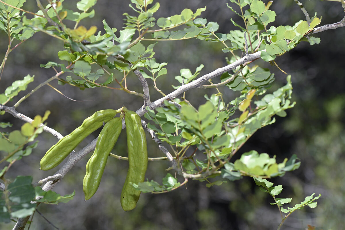 Carrubo (Ceratonia siliqua)