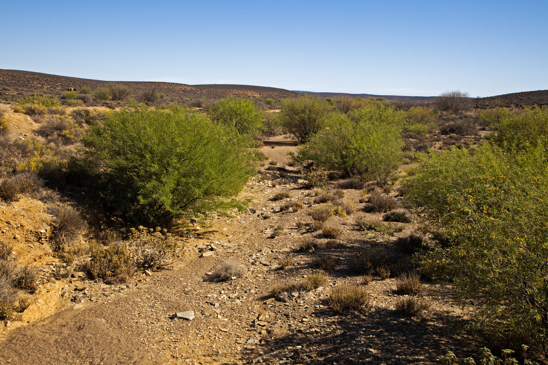 Dry riverbed in the semi-desert area of the Karoo (South Africa)