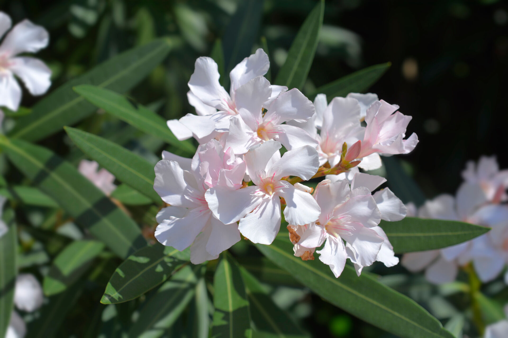 Nerium oleander