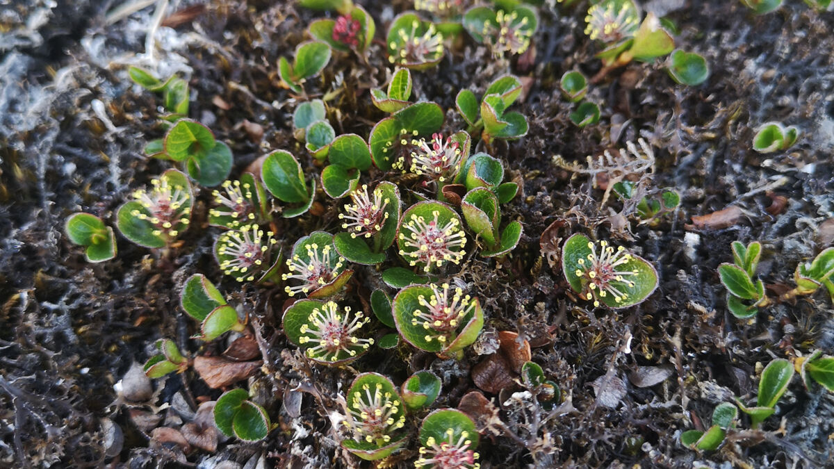 Il salice polare (Salix polaris) si &egrave; adattato benissimo all&rsquo;ambiente artico: &egrave; un vero e proprio arbusto ma assume una forma prostrata e&nbsp; &ldquo;nasconde&rdquo; i rami legnosi nel suolo per proteggersi dal freddo. Se ne cibano le renne e la pernice bianca.