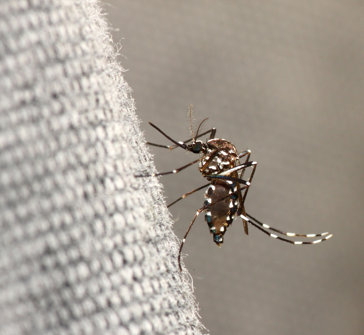 Zanzara tigre (Aedes albopictus)