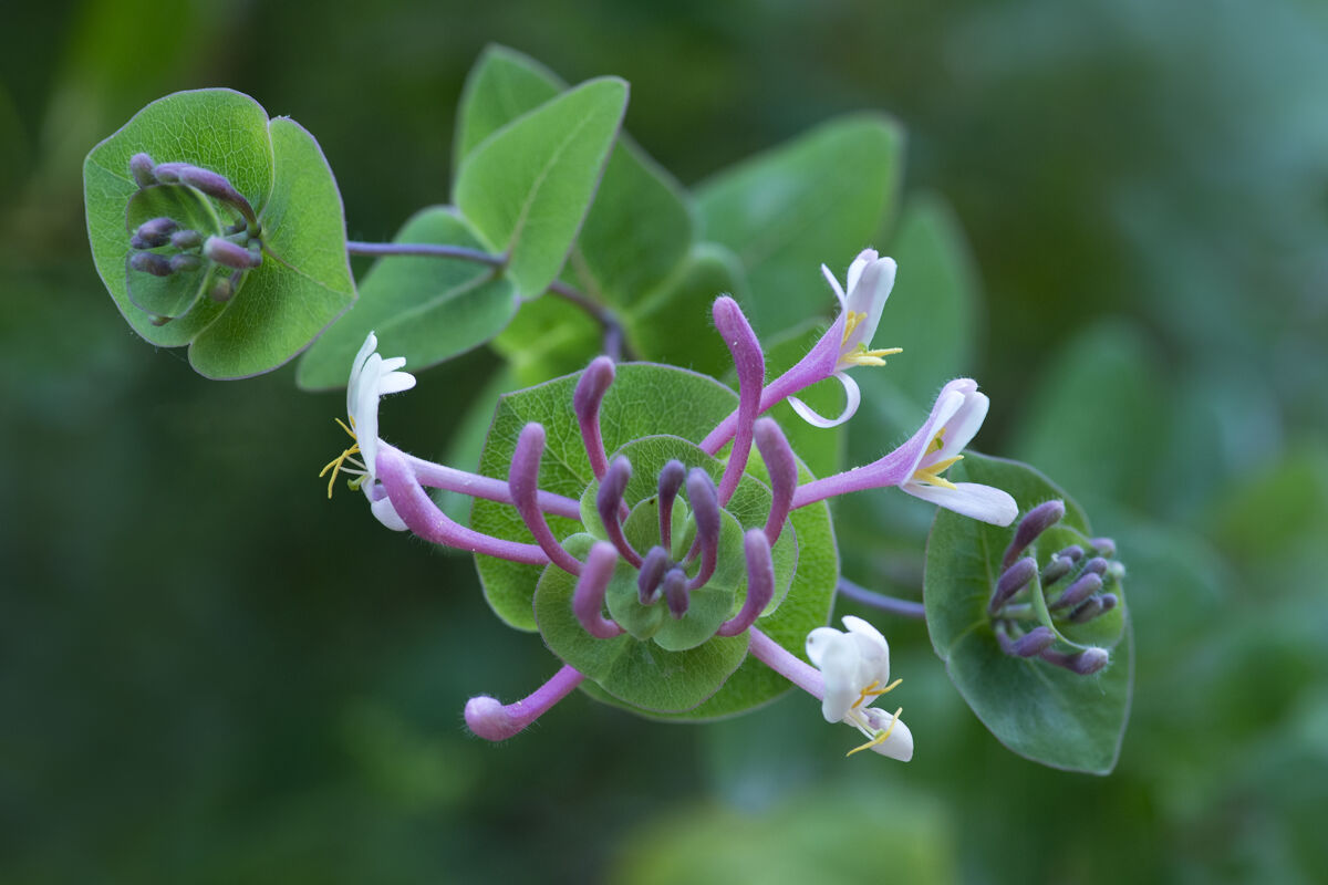 Etruscan honeysuckle