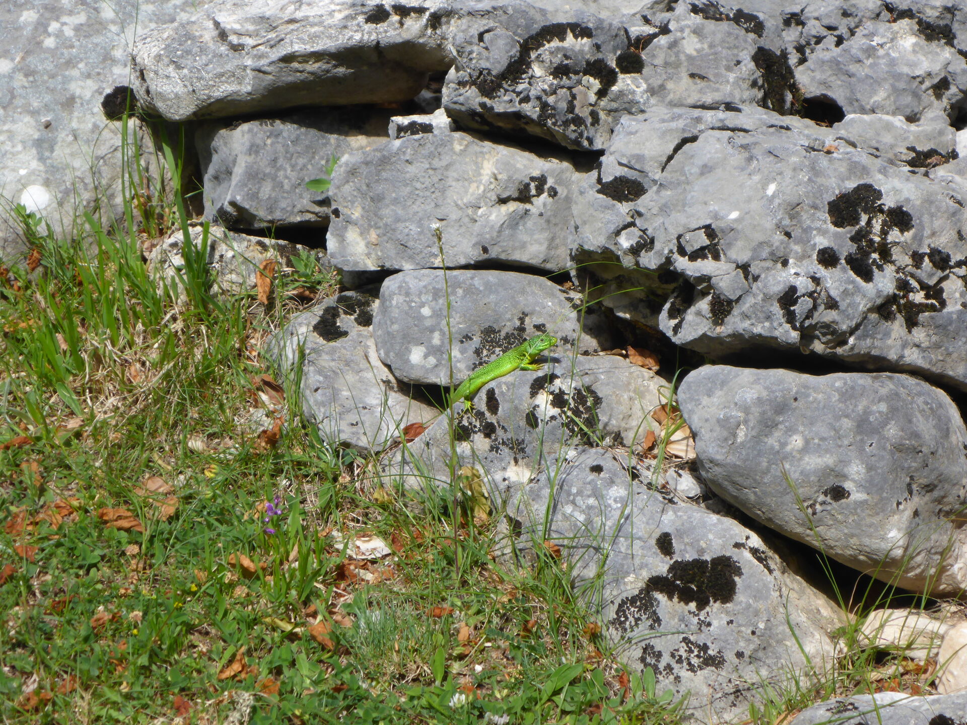 The western green lizard (Lacerta bilineata) on a drystone wall in the Val di Rose, over Civitella Alfedena (Abruzzo, Lazio and Molise National Park)
