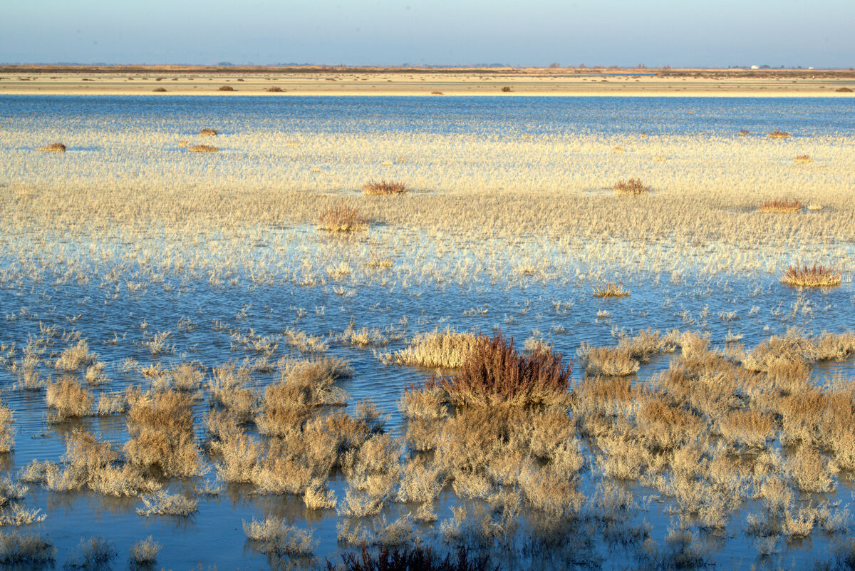 29_DSC3297-Camargue-1