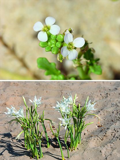 In alto, ravastrello marittimo (Cakile maritima), in basso, giglio di mare (Pancratium maritimum)&nbsp;