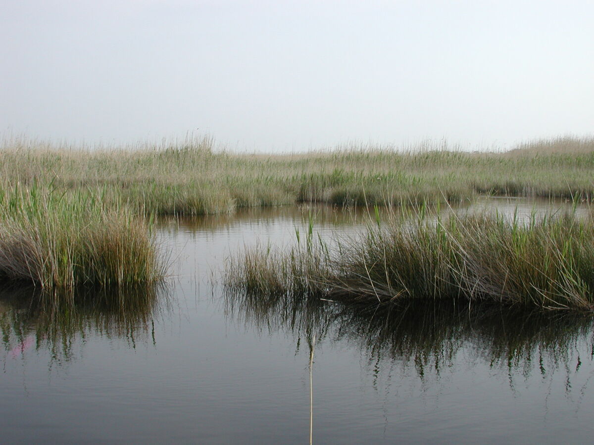 PALUDE