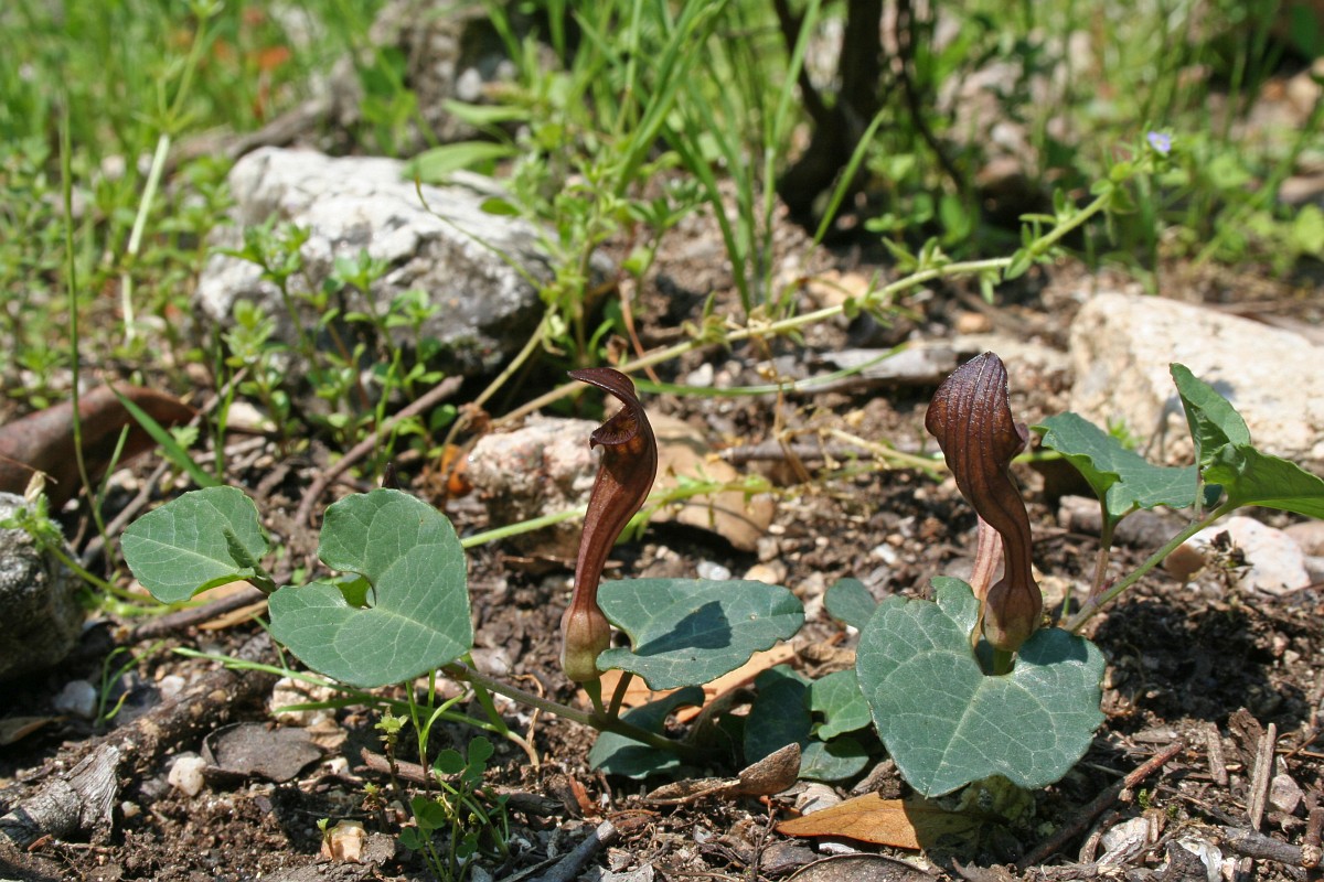 Aristolochia tyrrhena