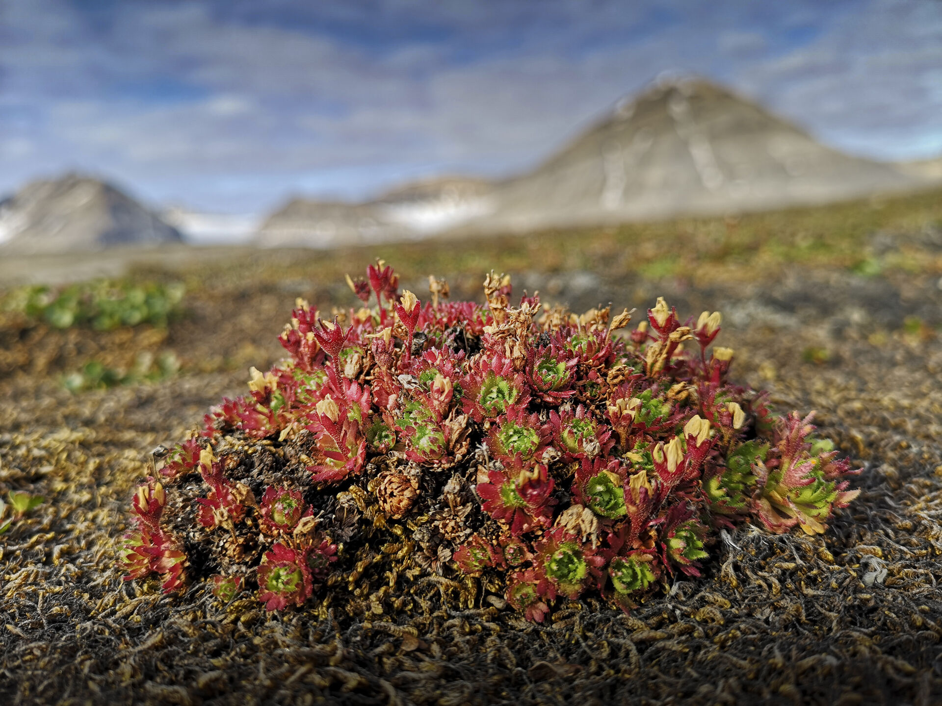 Saxifraga cespitosa, Kongsfjorden (Svalbard). July 2021