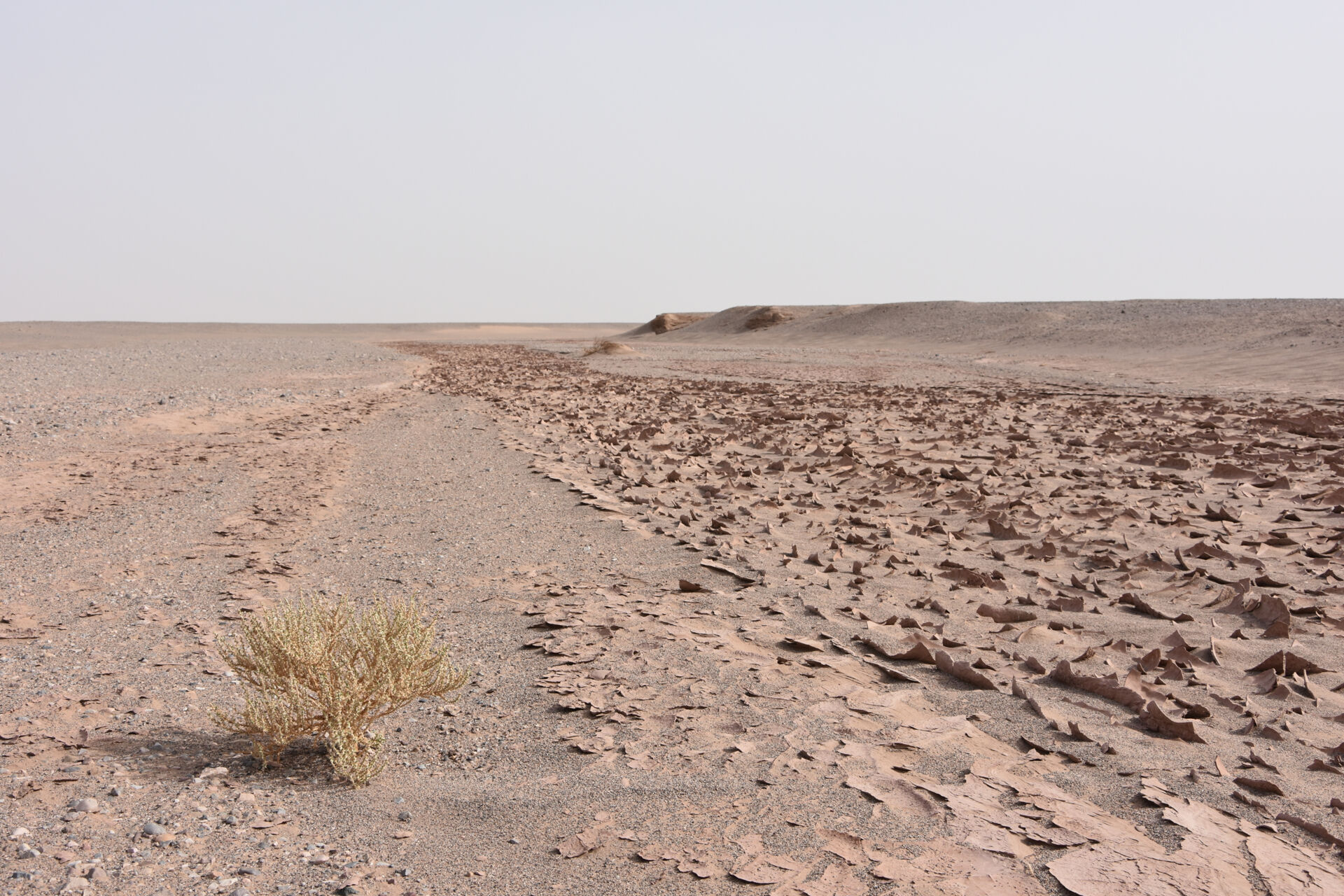 A Cornulaca monacantha thorn bush is the only sign of life reflecting the occasional presence of water on the bed of a wadi on the edge of the Lut Desert (Region of Kerman, Iran)