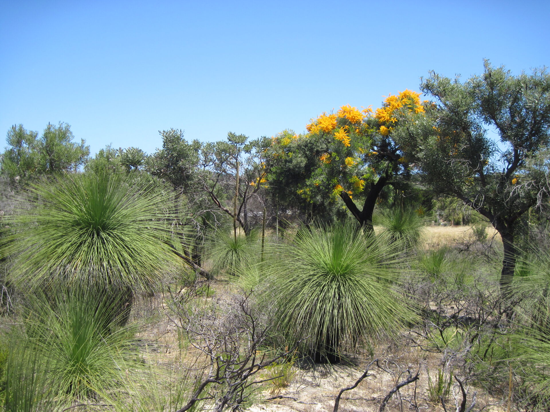 Sparse woodland formation near Geraldton in Australia, with balga grass tree (Xanthorrhoea preissii), a distant relations of the Mediterranean asphodel (Asphodelus spp.) in the foreground, as well as a fully blooming Western Australian Christmas tree (Nuytsia floribunda), a hemi-parasitic species of the Loranthaceae family similar to the oak mistletoe (Loranthus europaeus).