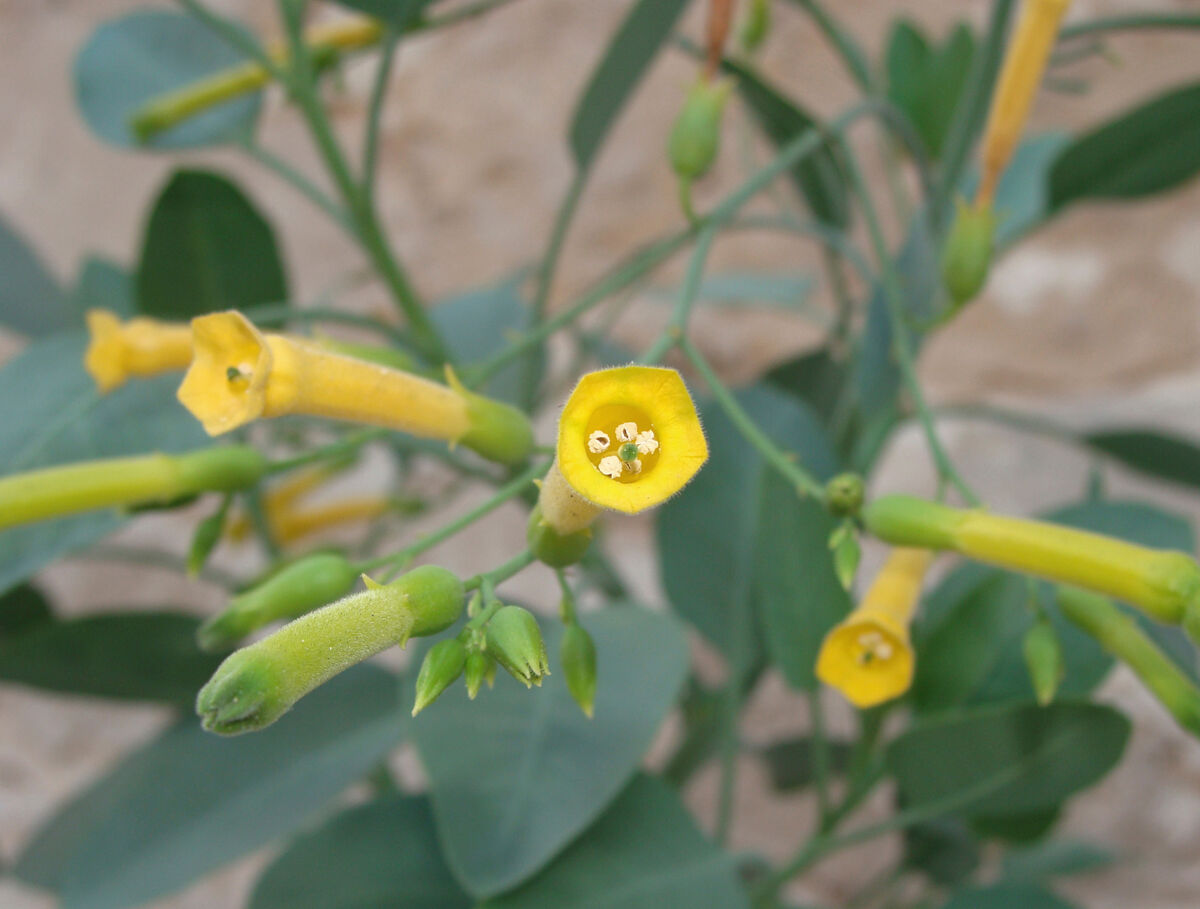 Nicotiana glauca