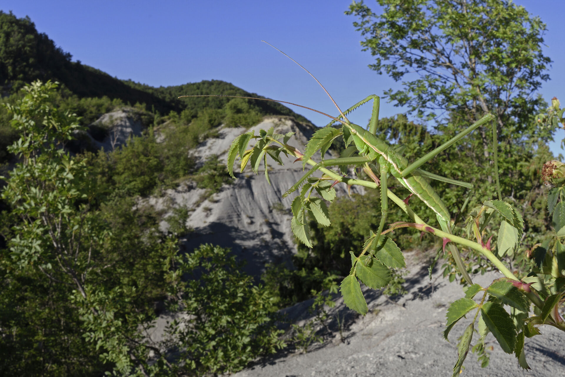 Giant bush cricket (Saga pedo)