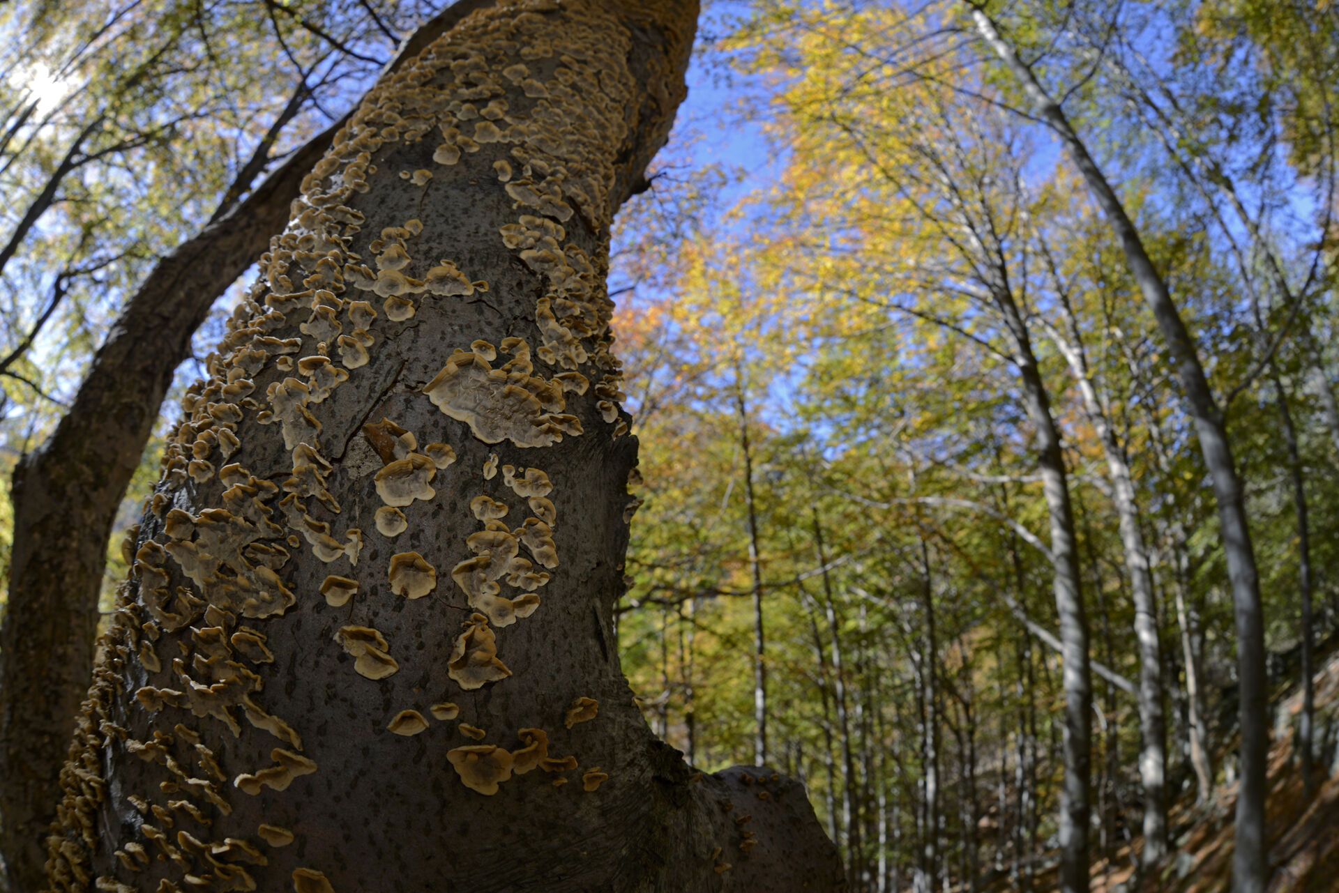 Funghi saproxilici in una faggeta del Gran Paradiso