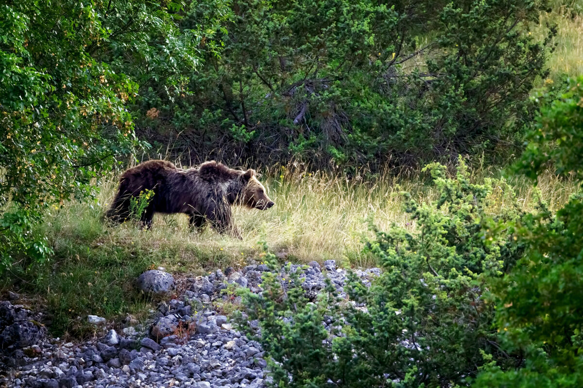 Orso marsicano&nbsp;(Ursus arctos marsicanus)