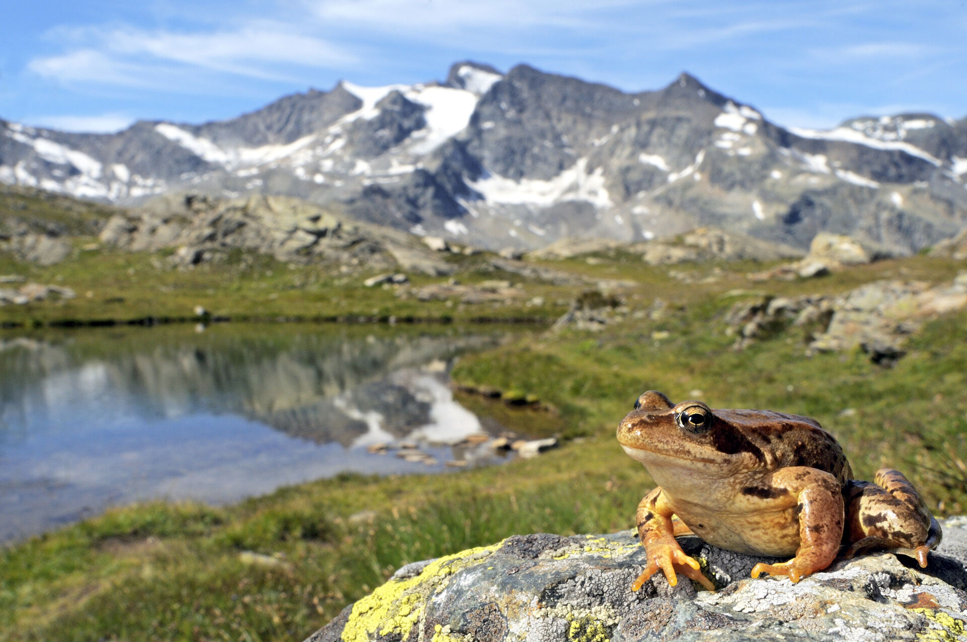 Rana temporaria, Parco Nazionale Gran Paradiso