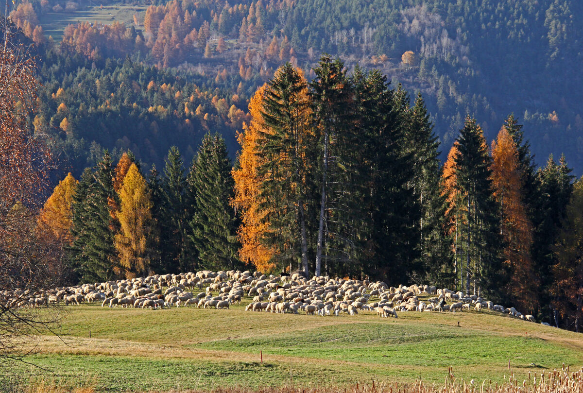 Transumanza in Trentino