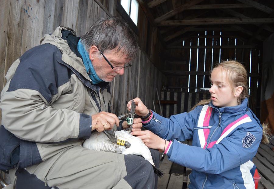 Inanellatore abilitato mentre appone gli anelli colorati al tarso di un&rsquo;oca facciabianca&nbsp;