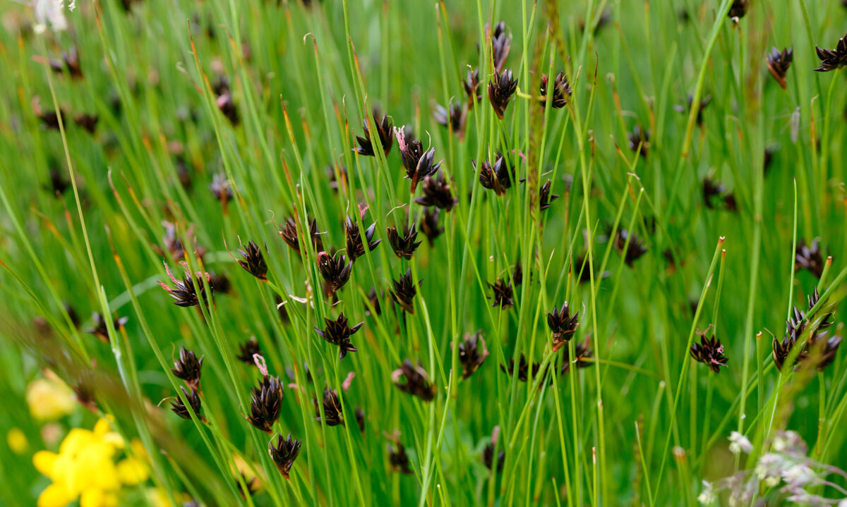 Black bog-rush (Schoenus nigricans)