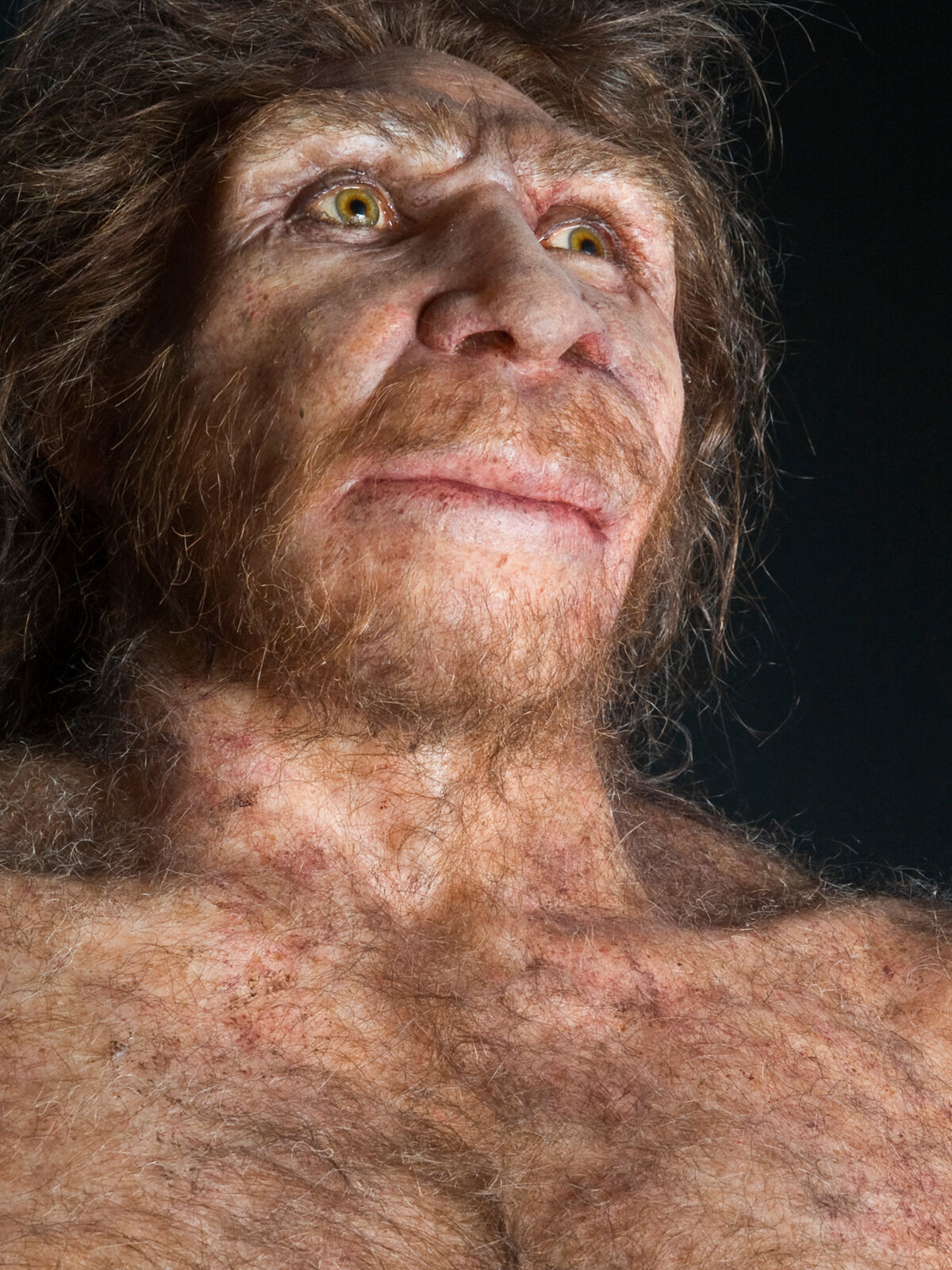 Ricostruzione di Homo heidelbergensis