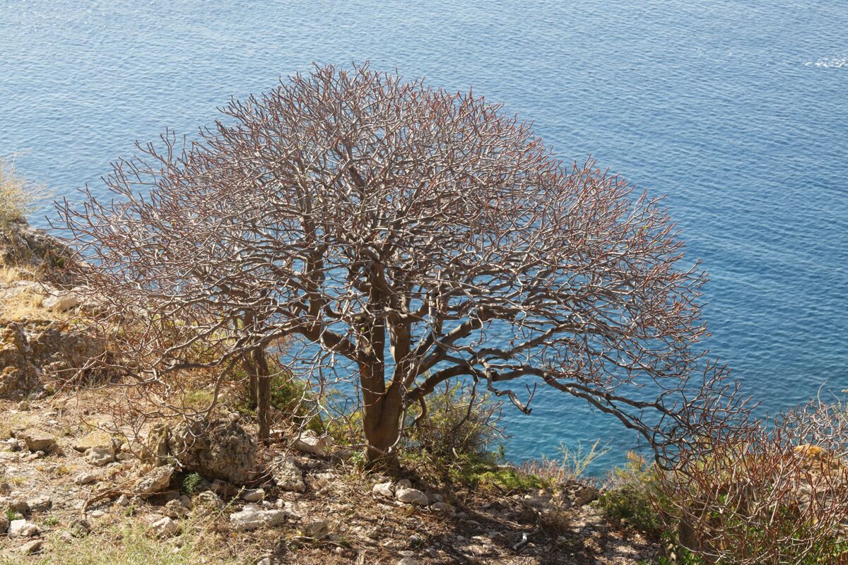 Tree spurge (Euphorbia dendroides)