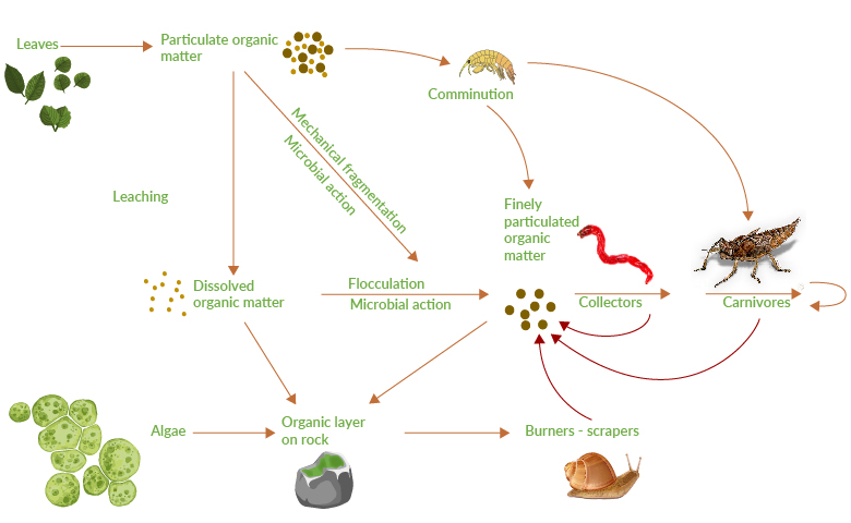 Diagram illustrating the trophic web of the lagoon's detritus. This network is made up of many different organisms such as bacteria, fungi, crustaceans, molluscs and worms which, with their action, reduce the dead biomass into smaller and smaller parts until it is totally decomposed, releasing the single elements free again into the water available to photosynthetic organisms.