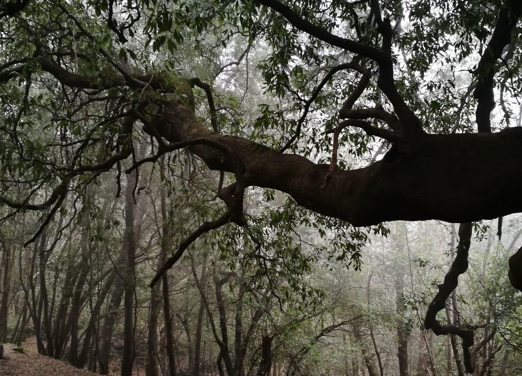 Ilice di Carrinu (Quercus ilex), Zafferana, Sicilia. Questo albero ha almeno 800 anni.