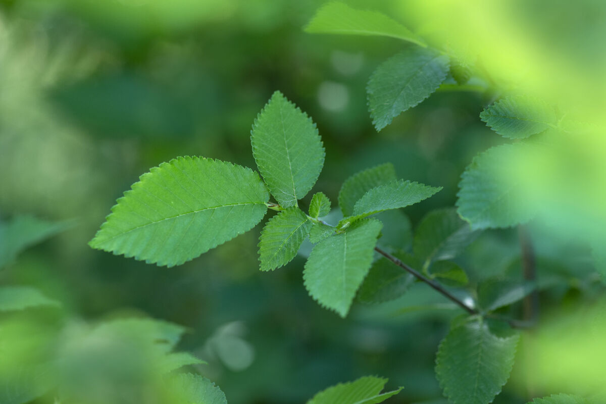 Field elm (Ulmus minor)