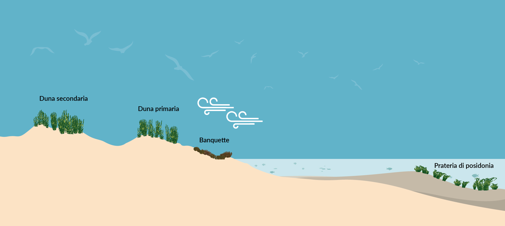 Illustrazione del profilo dell&rsquo;ecosistema marino-costiero. L&rsquo;habitat acquatico &egrave; dominato dalle praterie di Posidonia; spostandosi verso l&rsquo;entroterra, si passa alla zona emersa attraversando la fascia sabbiosa caratterizzata dalle banquette, i depositi delle foglie morte di Posidonia; a seguire troviamo l&rsquo;habitat dunale primario, dove la vegetazione &egrave; ancora ridotta rendendo la duna pi&ugrave; instabile sotto l&rsquo;azione del vento; per terminare con l&rsquo;habitat della duna secondaria pi&ugrave; stabile, con maggiore copertura vegetale.