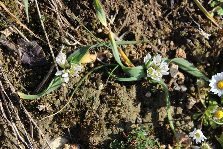 Dwarf garlic (Allium chamaemoly)