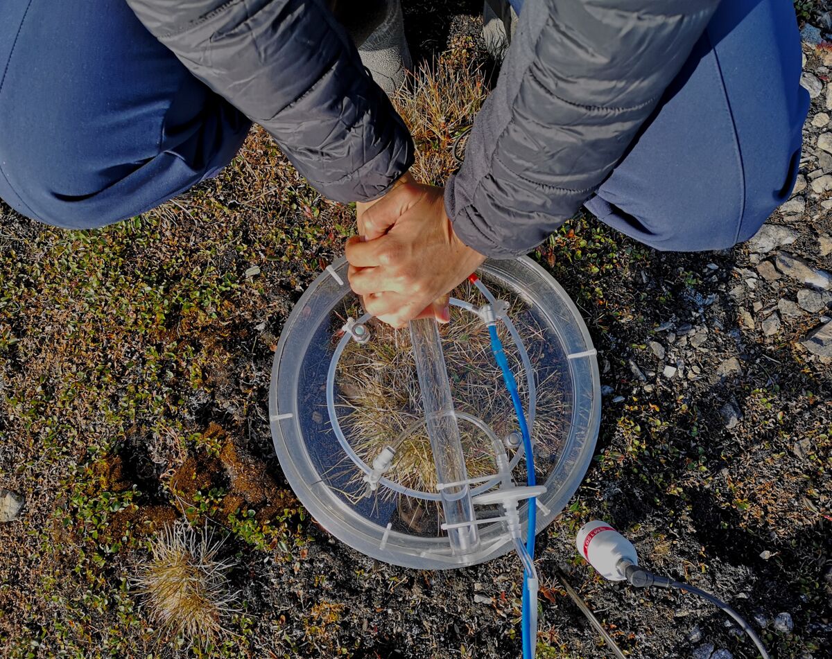 Primo piano della camera trasparente utilizzata per misurare lo scambio di CO2