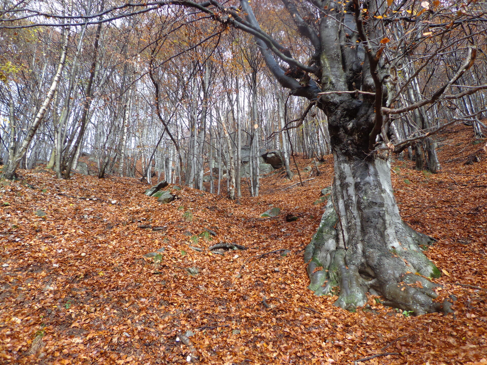 Bosco di faggio, Val Grande di Lanzo