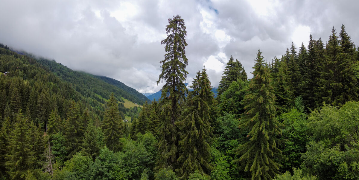 Foresta di abeti rossi (Picea abies)