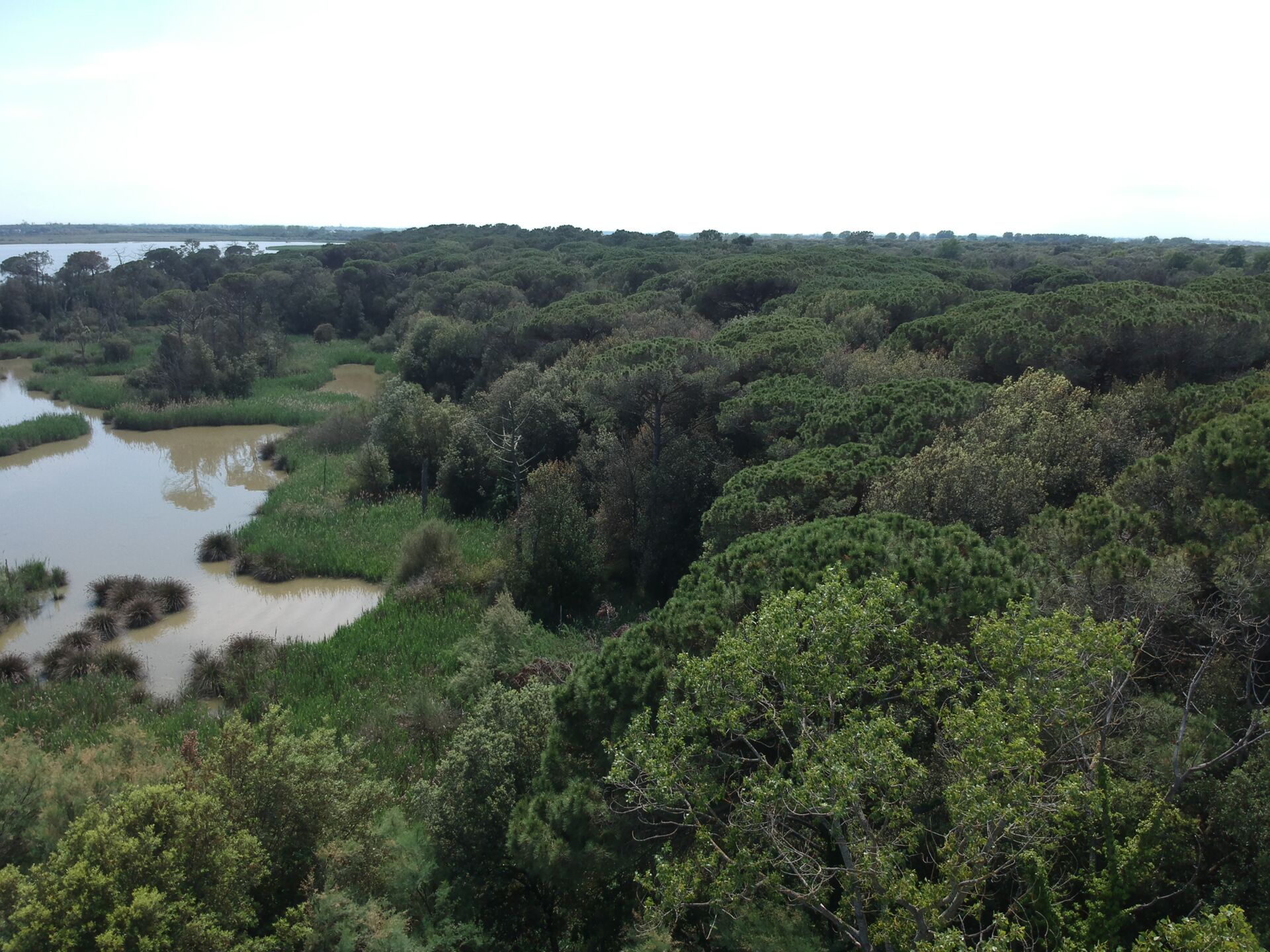 Bosco della Mesola,&nbsp;aerial view
