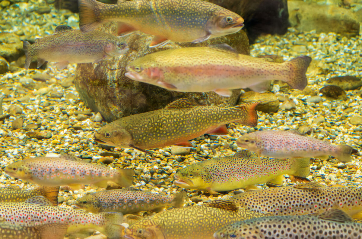 AdobeStock_532975182