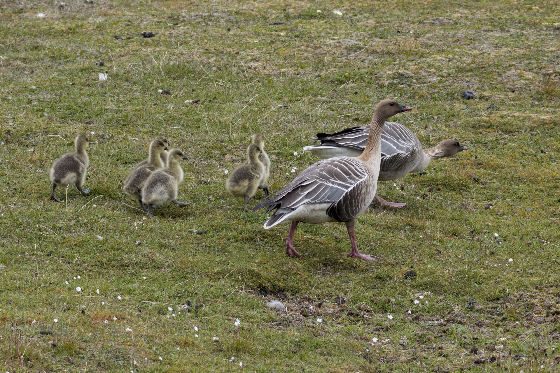 Geese with young - Svalbard