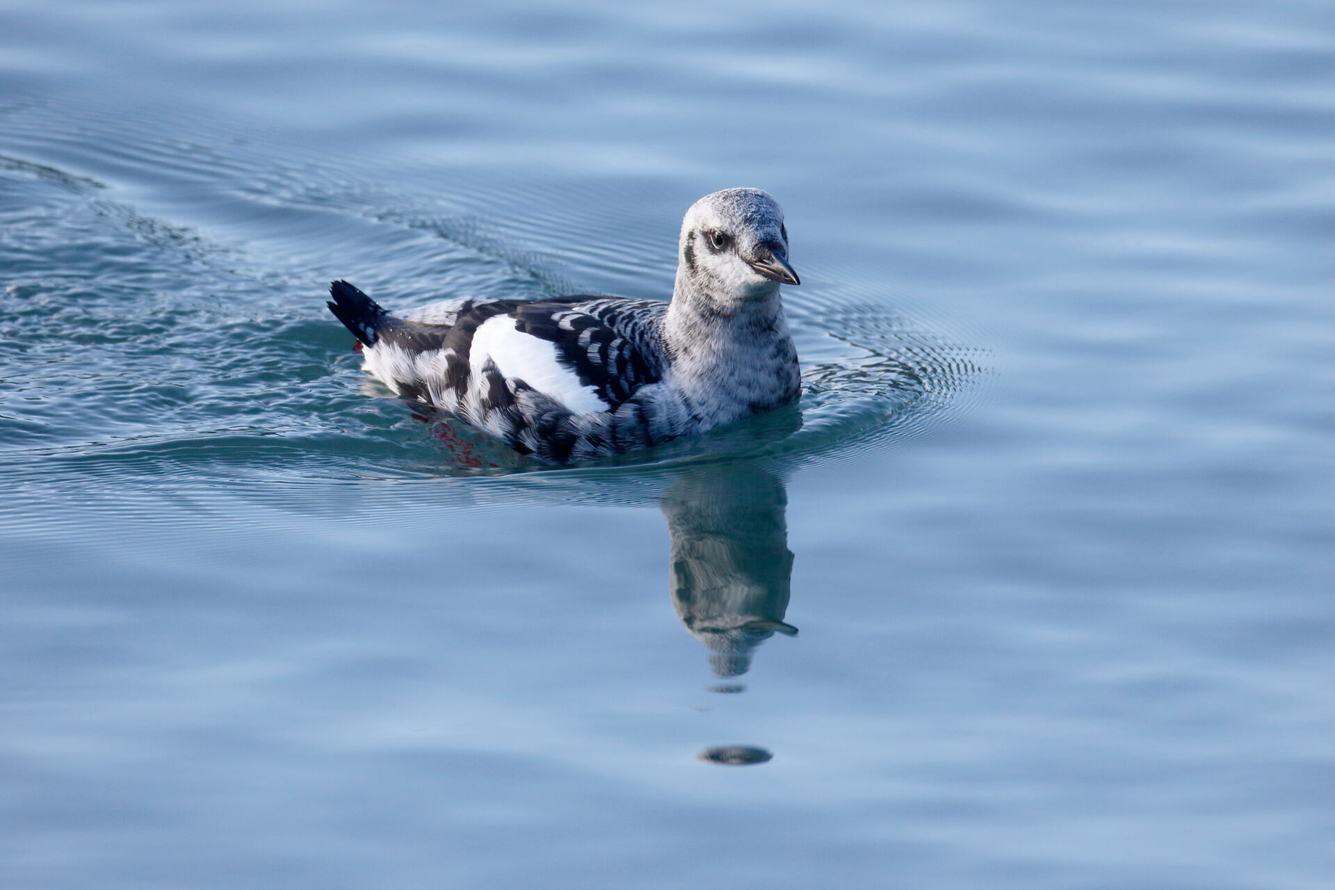 Uria nera in piumaggio invernale