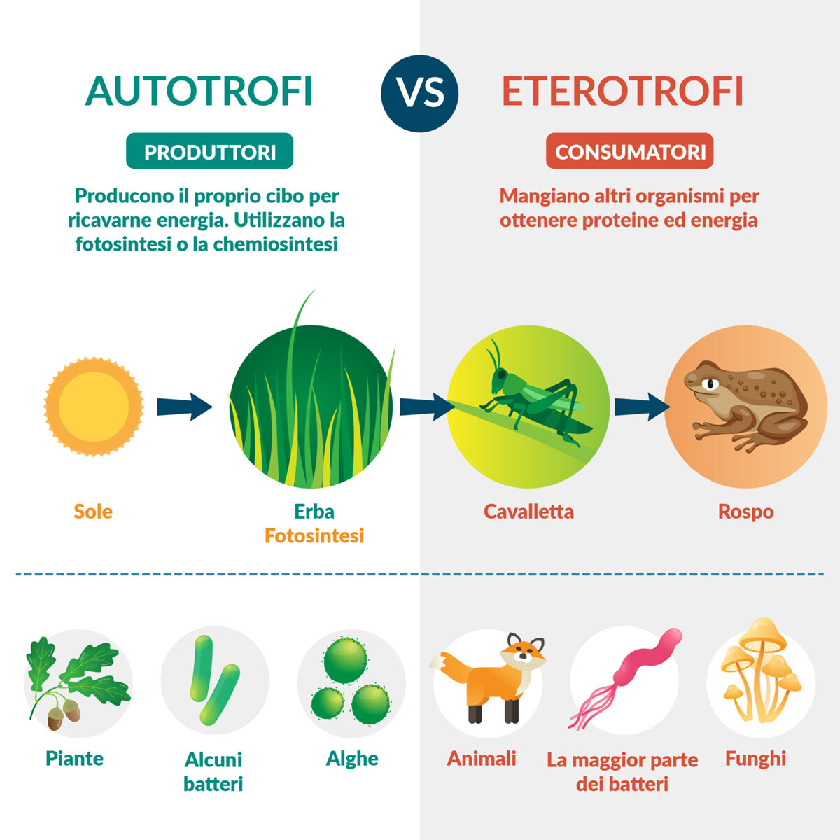 Schema che mette a confronto gli organismi autotrofi, o produttori (ad esempio piante) in grado di produrre le sostanze nutritive (zuccheri) per il proprio fabbisogno energetico tramite la fotosintesi, con gli organismi eterotrofi, o consumatori (ad esempio gli animali) che invece ricavano energia nutrendosi della materia organica di altri organismi.