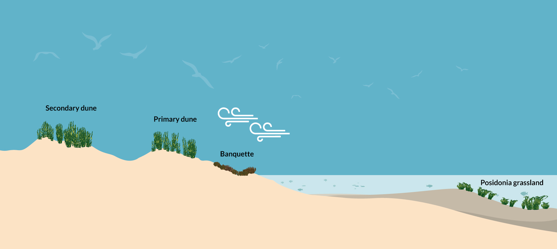 Illustration of the marine-coastal ecosystem profile. The aquatic habitat is dominated by the Posidonia meadows; moving towards the hinterland, you pass to the emerged area, crossing the sandy strip characterized by banquette, the deposits of dead Posidonia leaves; this is followed by the primary dune habitat, where the vegetation is still reduced making the dune more unstable under the action of the wind; ending with the habitat of the secondary dune more stable, with greater vegetation cover.