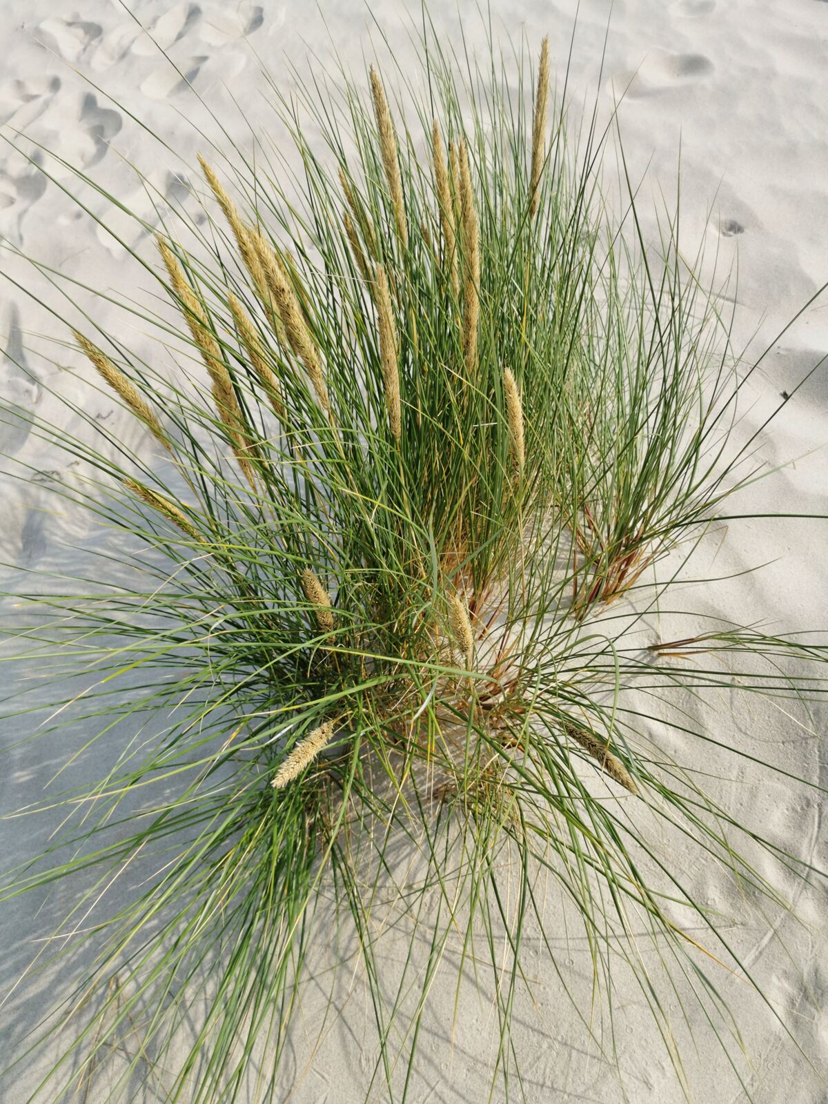 Ammophila arenaria