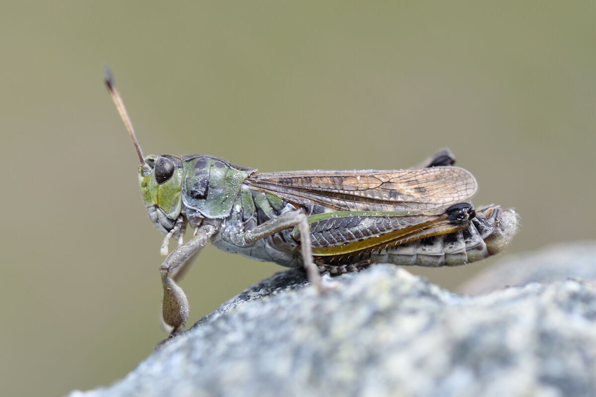 Gomphocerus sibiricus