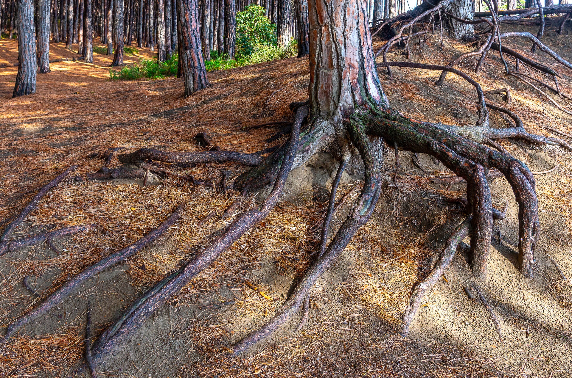 Pineta, apparati radicali in superficie