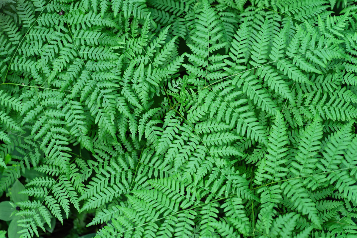 Marsh fern