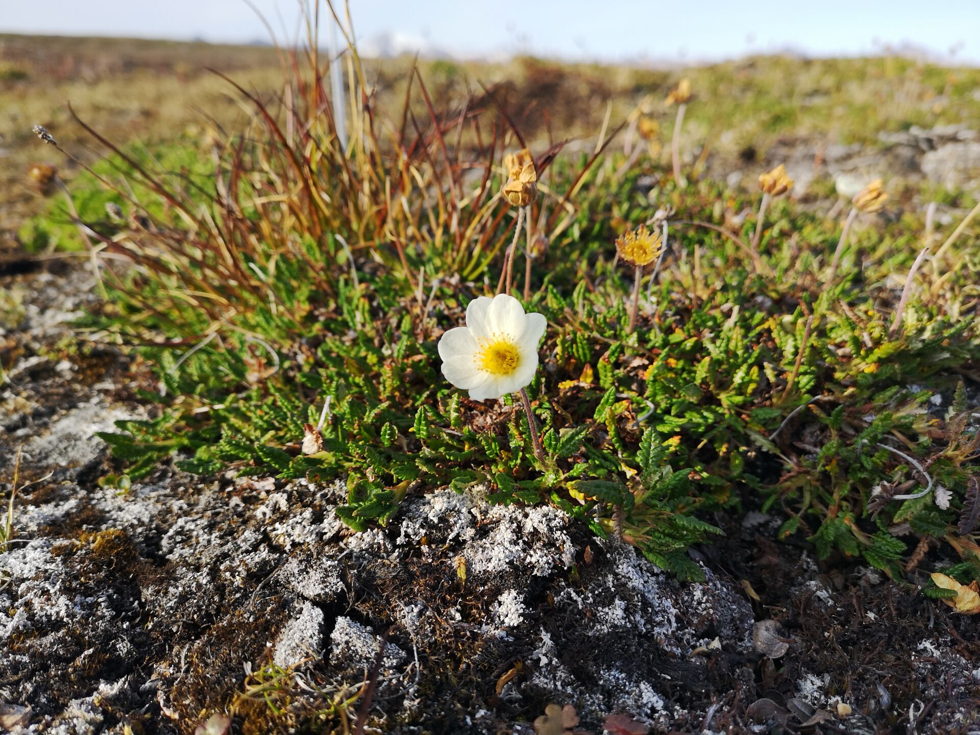 Dryas octopetala, Bayelva basin, Broegger peninsula, Svalbard, July 2019