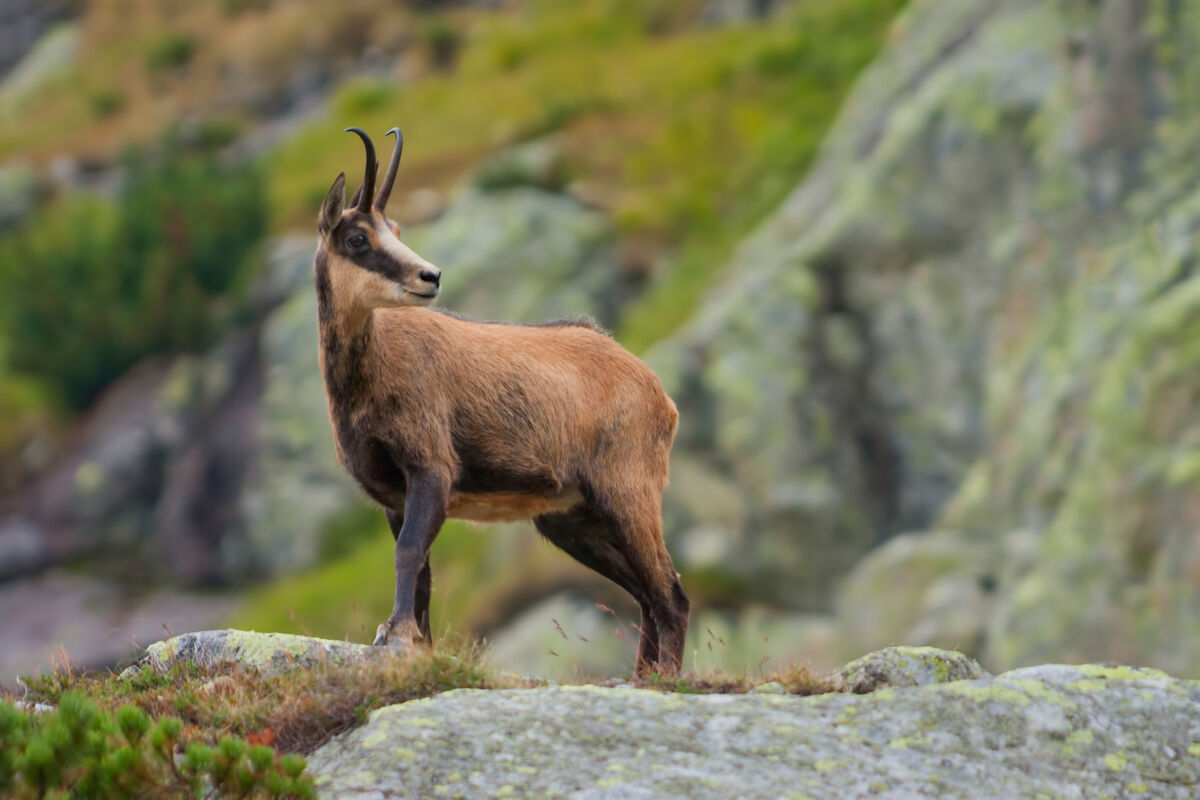 Camoscio, Gran Paradiso